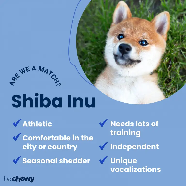 Gambar yang menampilkan ciri-ciri fisik Shiba Inu