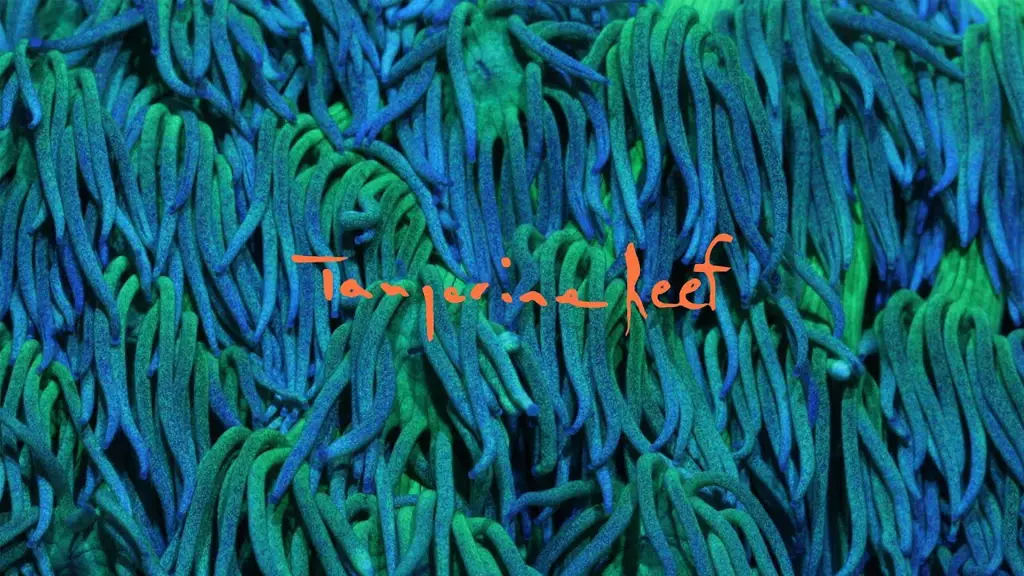 Sampul album Tangerine Reef karya Animal Collective