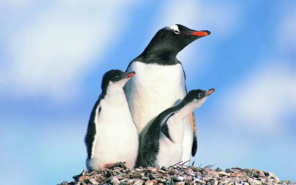 Keluarga penguin melindungi anaknya, sebuah contoh kasih sayang di alam liar.