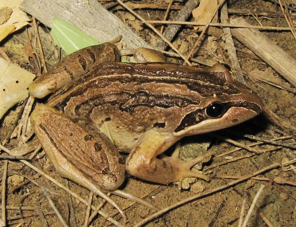 Gambar Katak Tasmania