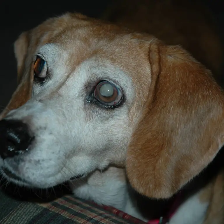 Gambar mata anjing yang mengalami katarak