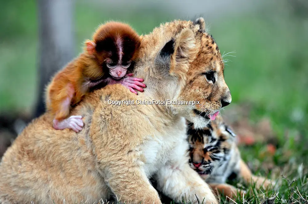 Hewan-hewan bermain bersama di Maru Animal Park