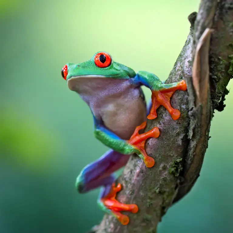 Katak hutan hujan tropis