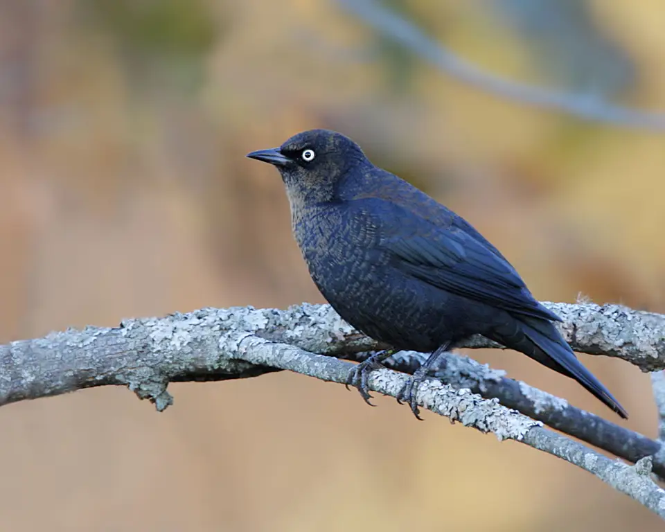 Burung-burung hutan boreal