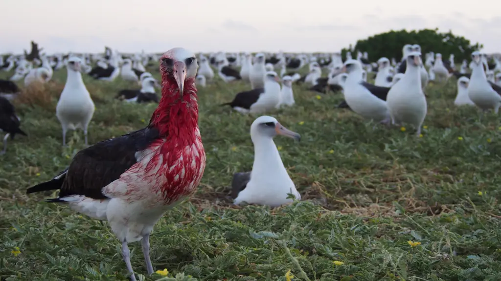 Foto berbagai jenis burung di Pulau Midway