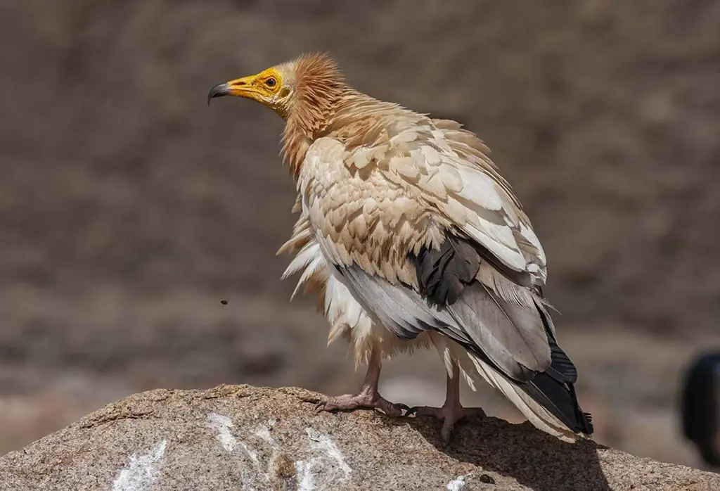 Burung-burung Pulau Socotra