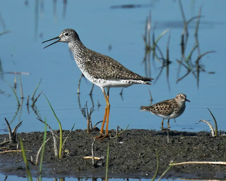 Burung pantai berbagai jenis