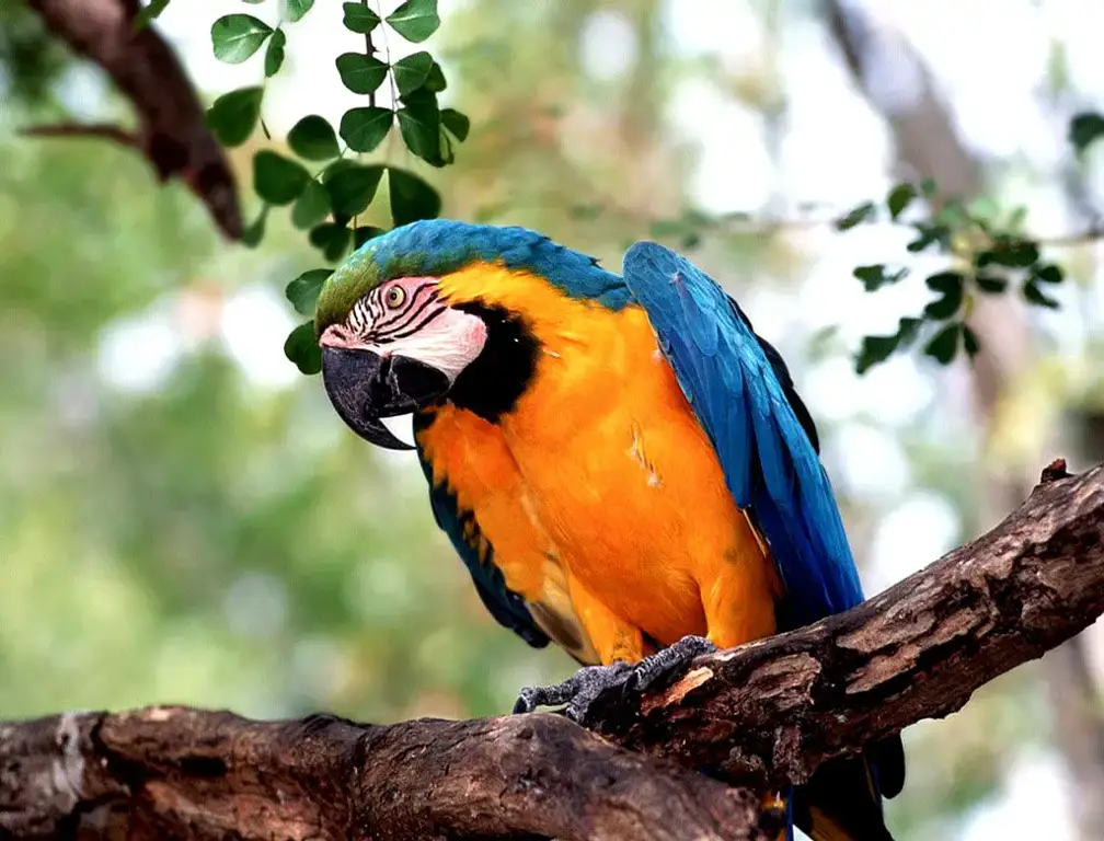 Sejumlah burung beo berwarna-warni