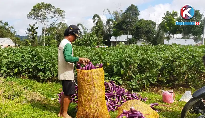 Aneka hasil pertanian Lampung