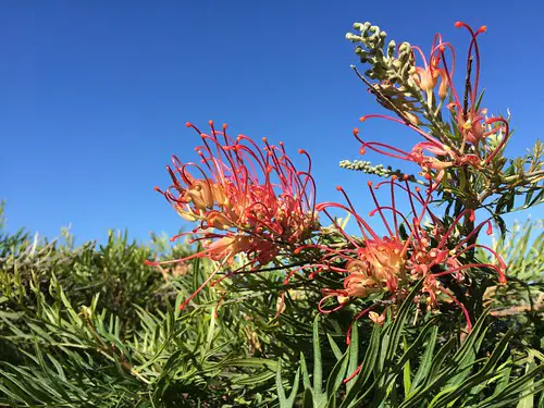 Gambar flora dan fauna unik di Annoby