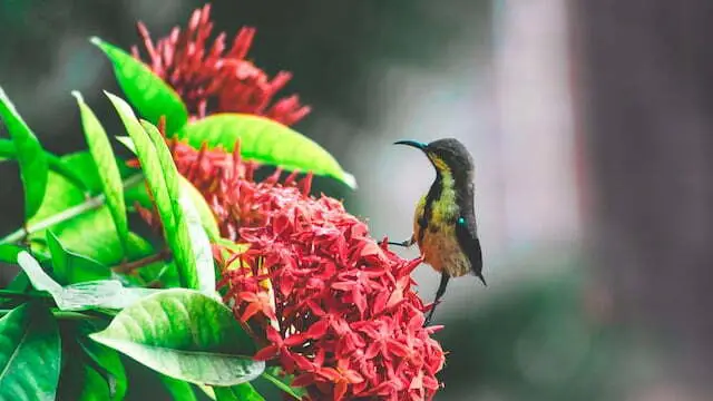 Flora dan fauna unik di Bandar Klippa