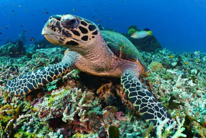 Kehidupan liar bawah laut Indonesia yang menakjubkan