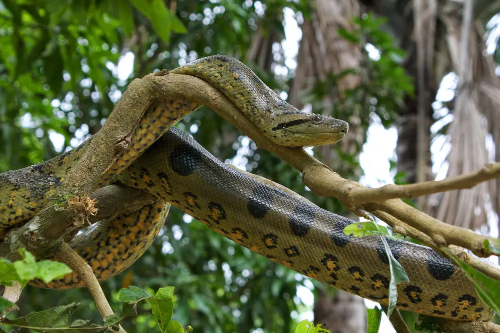 Hewan-hewan di hutan hujan Amazon