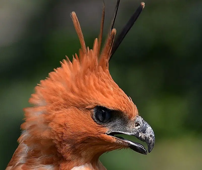 Burung-burung langka di Indonesia