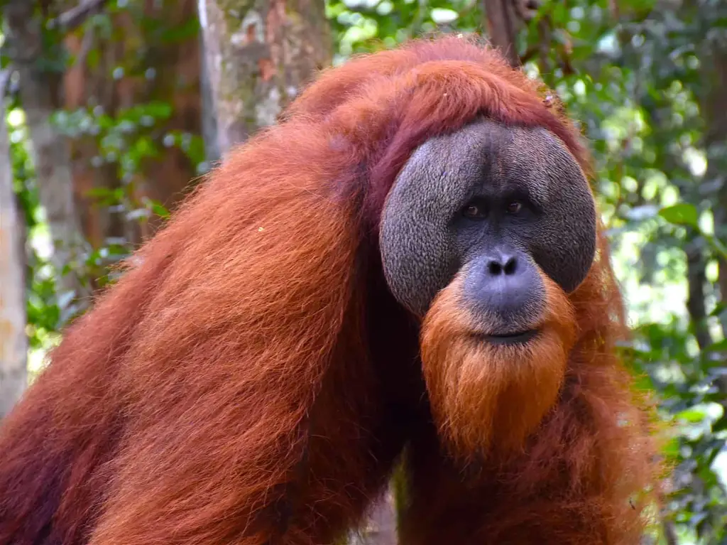 Orangutan Sumatera di habitat aslinya