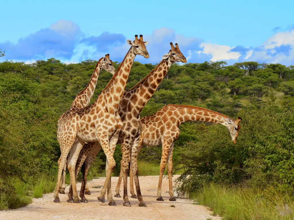 Berbagai hewan di taman safari