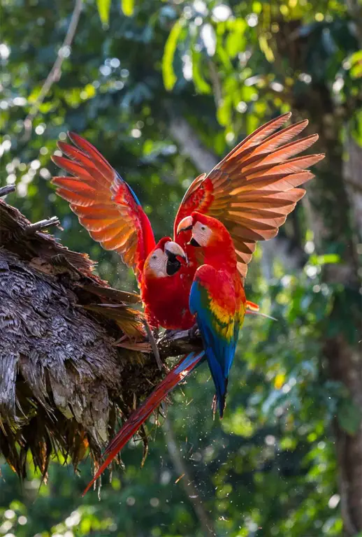 Gambar keanekaragaman hayati di hutan hujan Amazon