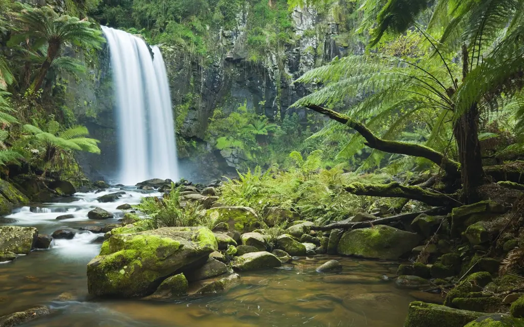 Hutan hujan tropis yang kaya akan keanekaragaman hayati