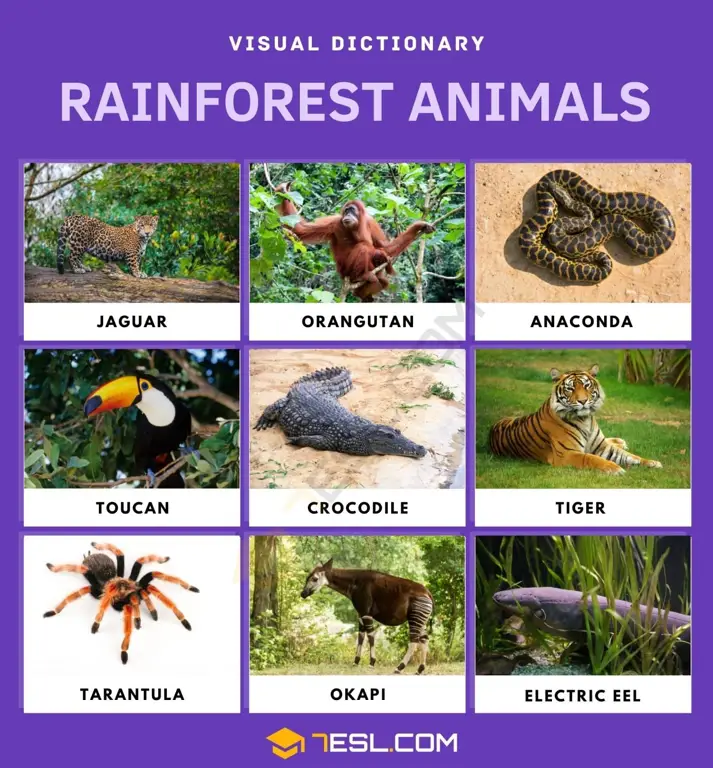 Hewan-hewan di hutan hujan tropis