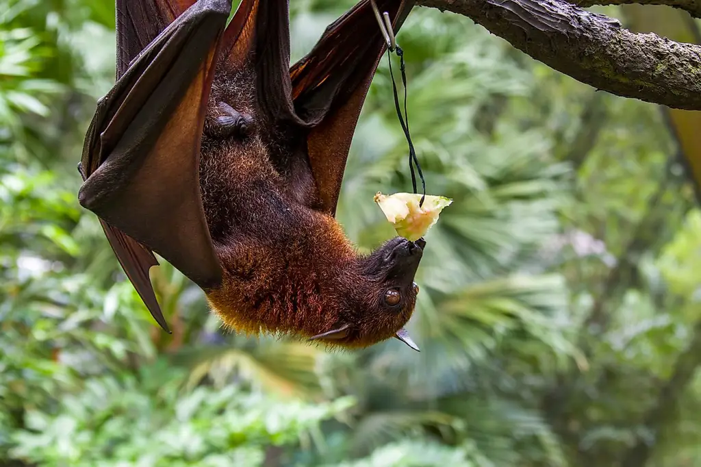 Berbagai macam hewan di hutan hujan tropis