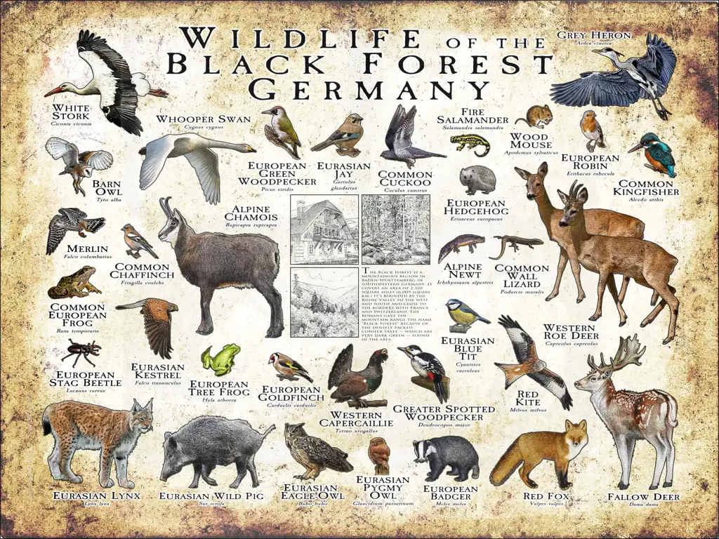 Beragam hewan di hutan Jerman