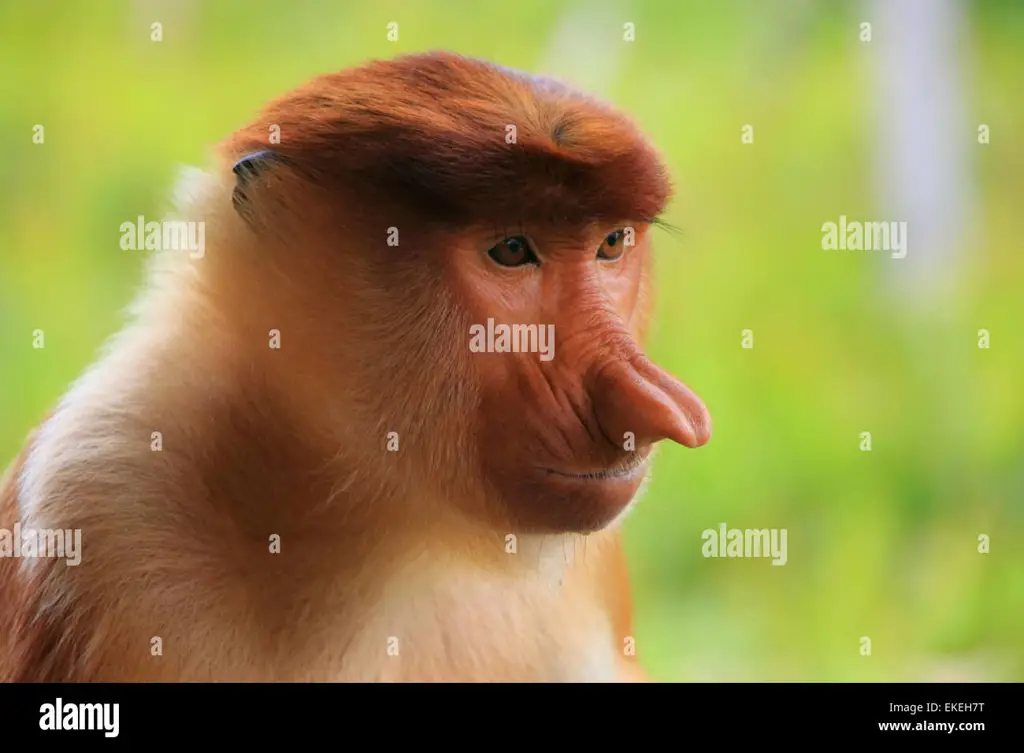 Monyet proboscis di Kalimantan