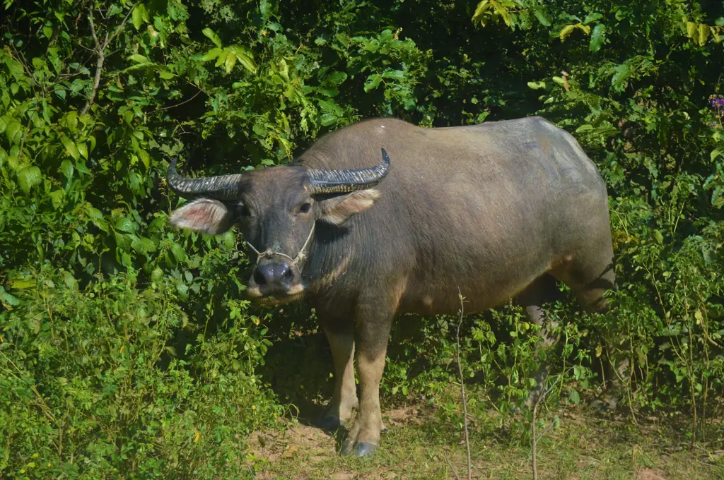 Berbagai jenis satwa liar Kamboja, seperti gajah, harimau, dan berbagai jenis burung.