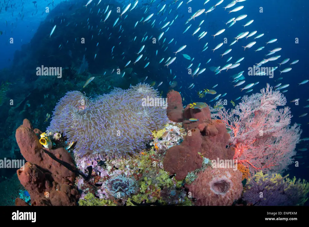 Keindahan bawah laut Raja Ampat