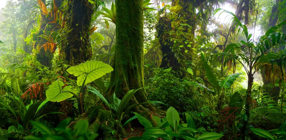 Keanekaragaman hayati di hutan hujan Amazon