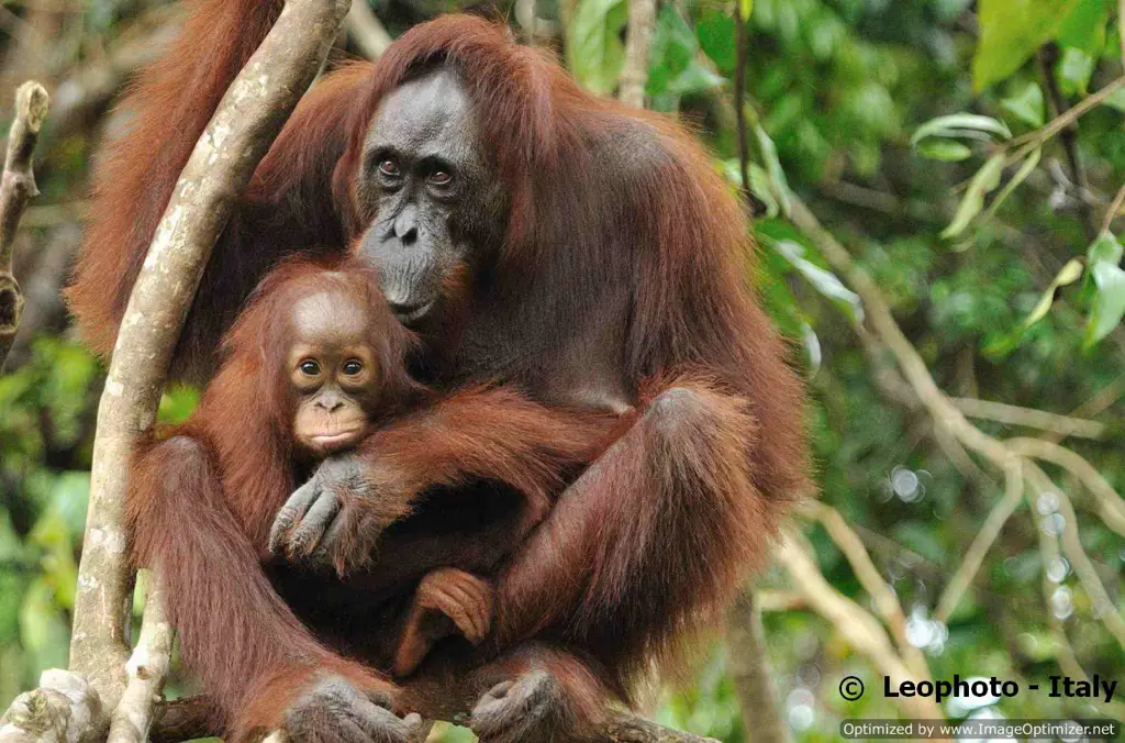 Seekor orangutan di hutan hujan