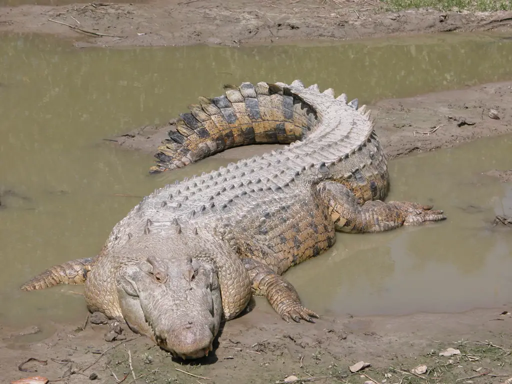 Berbagai jenis reptil Australia