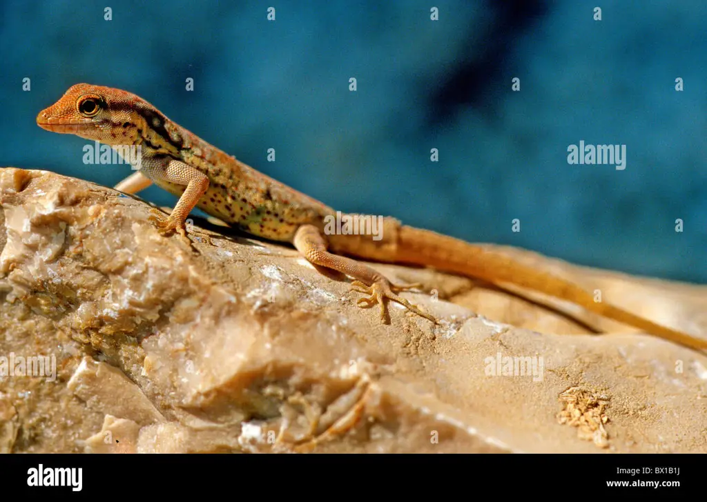 Berbagai jenis reptil endemik Pulau Socotra