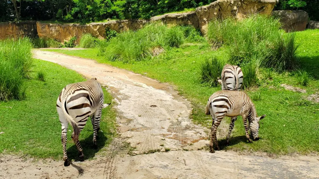 Foto berbagai hewan di Disney Animal Kingdom