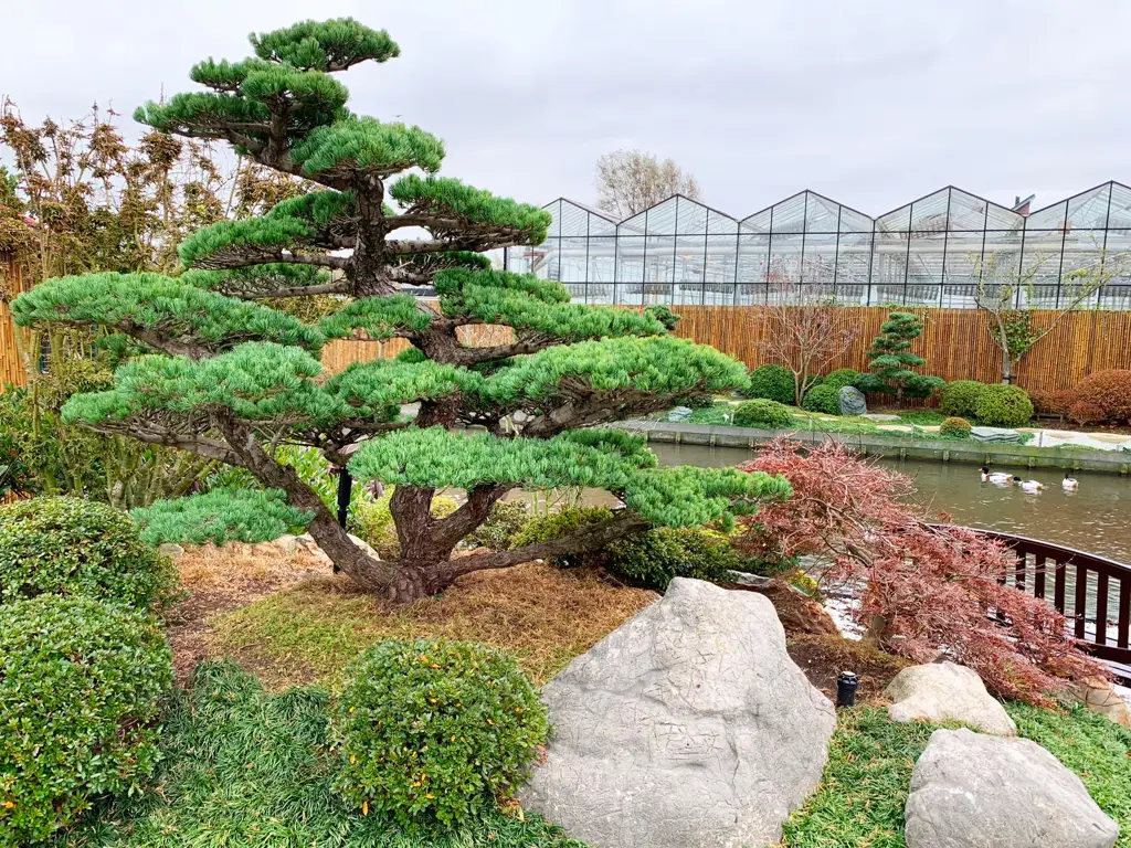 Berbagai tanaman di taman Jepang