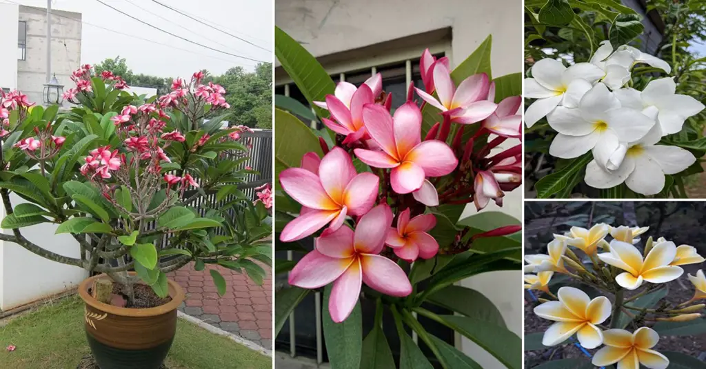 Gambar berbagai jenis bunga kamboja dengan warna yang berbeda