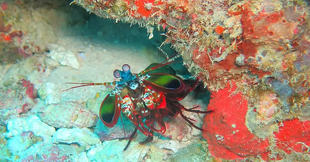 Udang mantis dengan berbagai warna cangkang