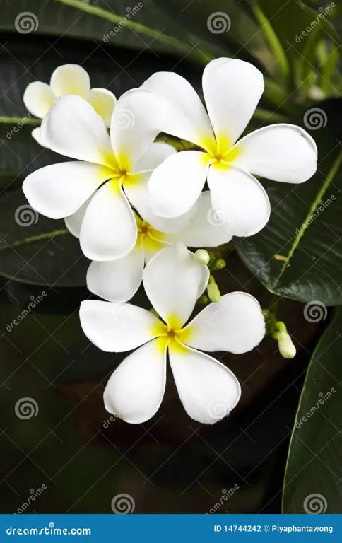 Bunga kamboja putih (Plumeria alba)