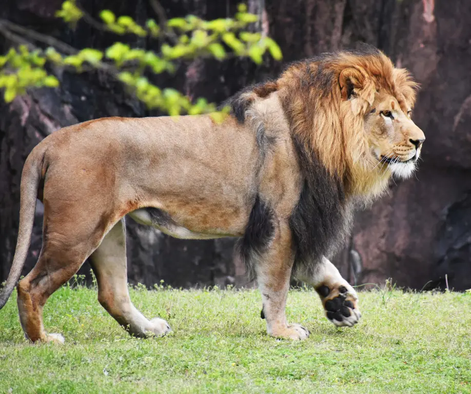 Singa di Kebun Binatang