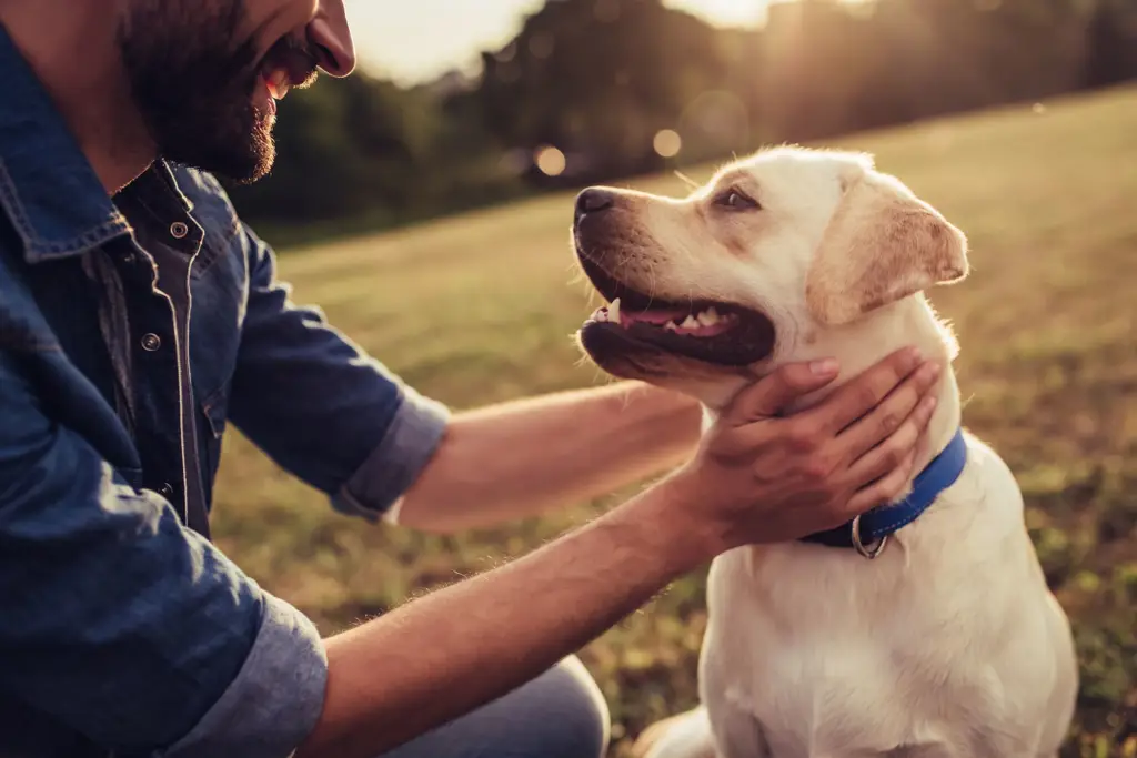 Anjing dan pemiliknya yang bahagia