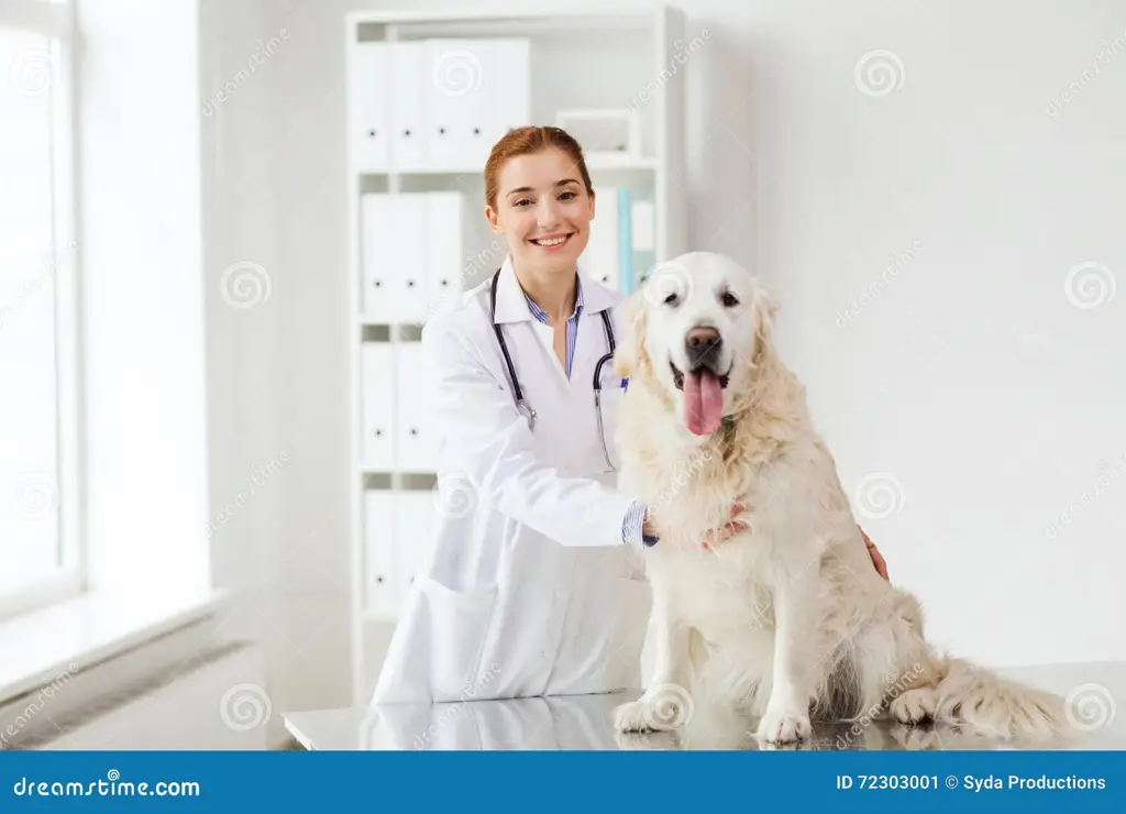 Anjing dan pemiliknya yang bahagia di klinik hewan