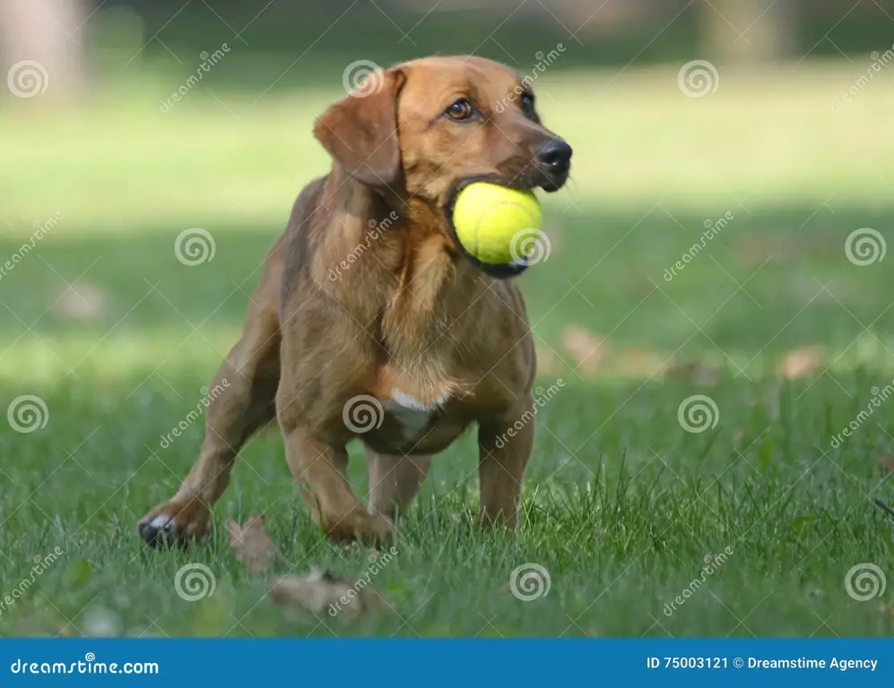 Seekor anjing yang sedang bermain dengan gembira