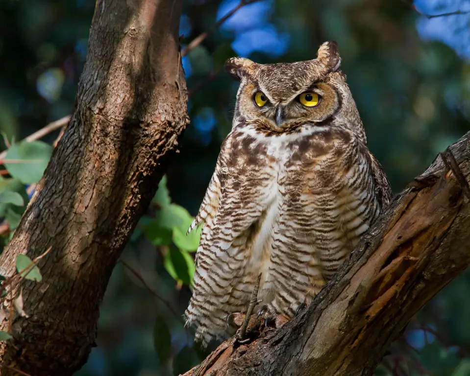 Burung hantu, simbol kebijaksanaan dan ketenangan