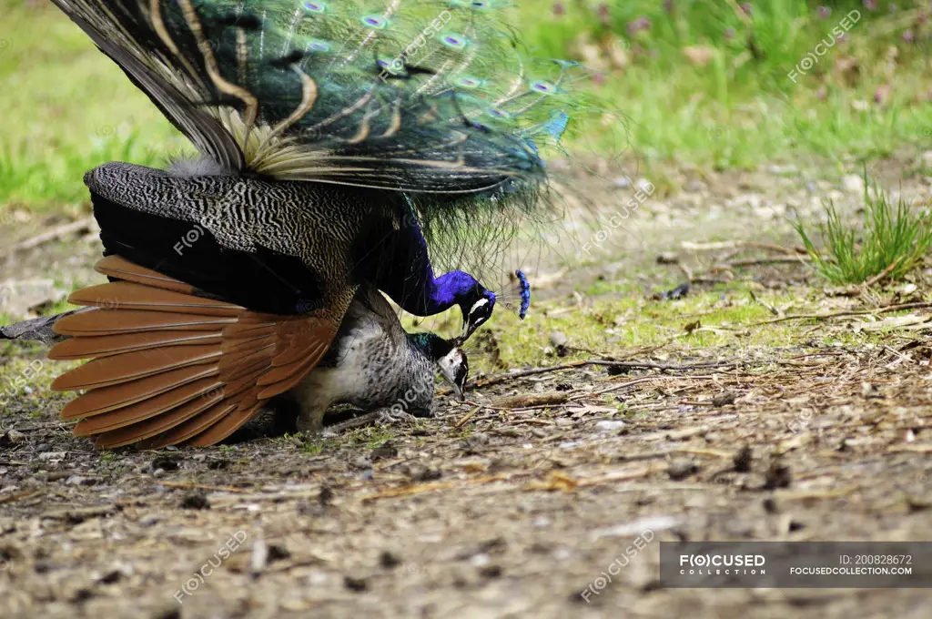 Burung merak jantan memamerkan bulunya