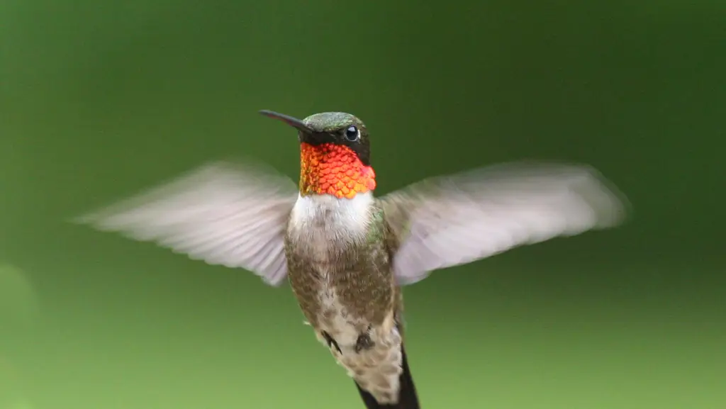 Foto seekor burung kolibri sedang terbang dengan cepat