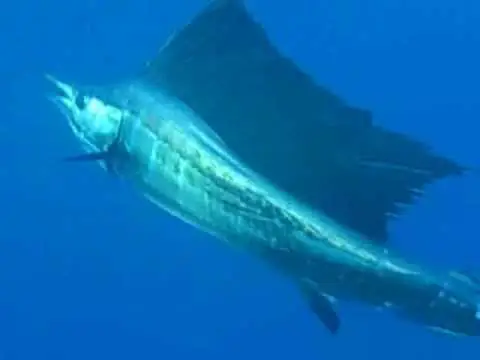 Ikan sailfish berenang dengan kecepatan tinggi