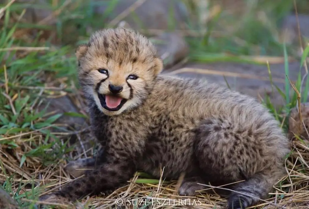 Bayi cheetah yang lincah sedang berlari di padang rumput