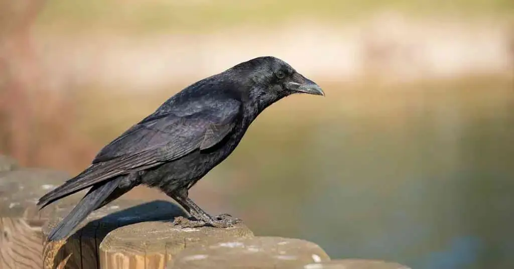 Kecerdasan Burung Baca