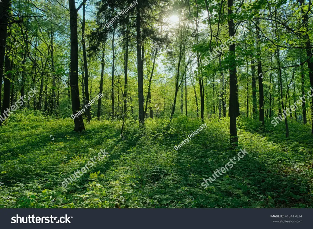 Pemandangan indah hutan tempat Ashto tinggal