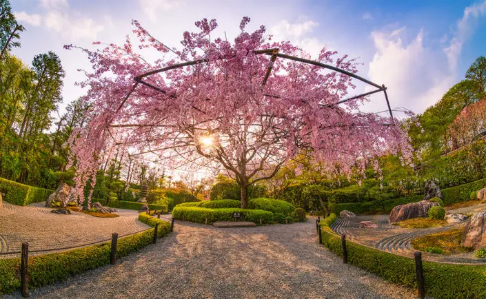 Taman Jepang dengan bunga sakura