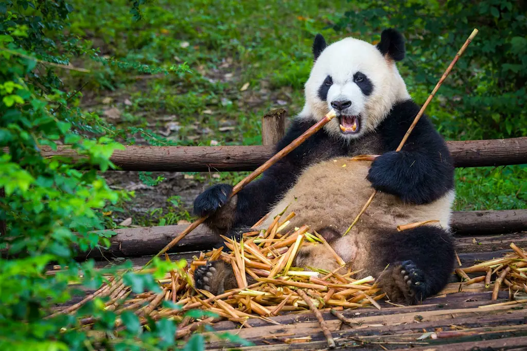 Panda raksasa yang menggemaskan